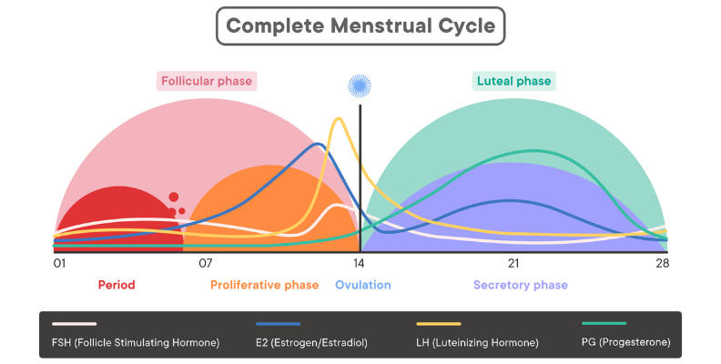 The Role of Hormones in Each Phase of the Menstrual Cycle